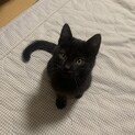 【お話中】可愛い黒猫2ヶ月女の子