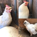 ニワトリ雌2羽・烏骨鶏雌1羽です。