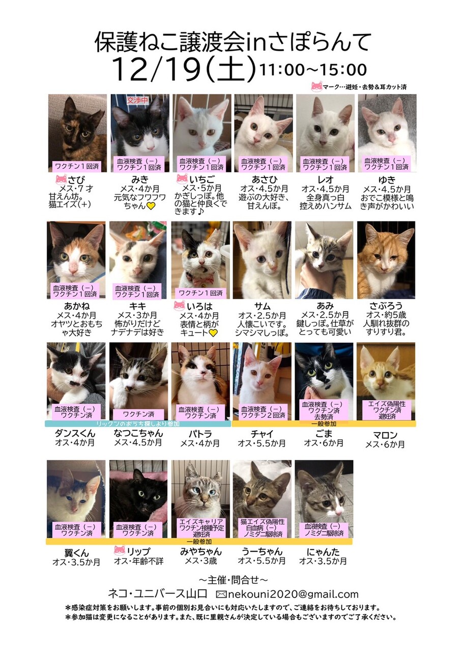 保護ねこ譲渡会inさぽらんて リックンのイベント ペットのおうち 月間利用者150万人 保護ねこ譲渡会inさぽらんて リックンのイベント ペットのおうち 月間利用者150万人