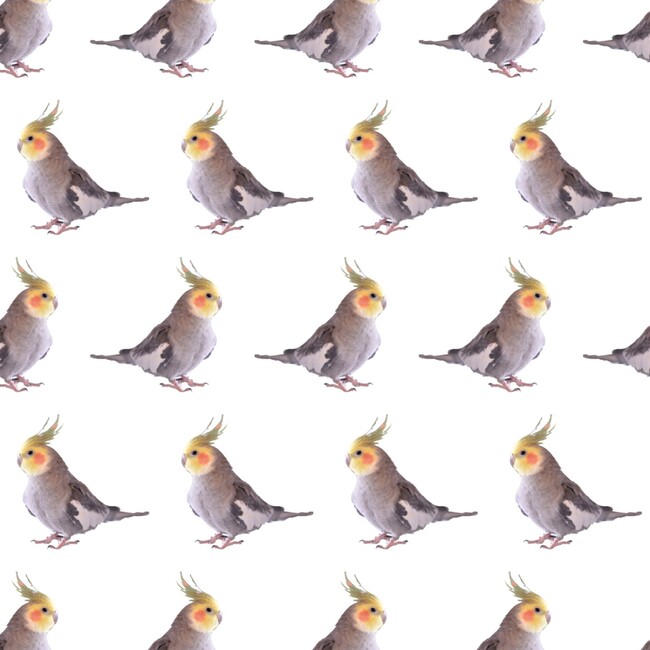poppyのカバー写真