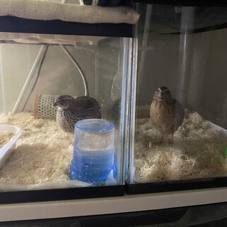 うずら オスメス1羽ずつ