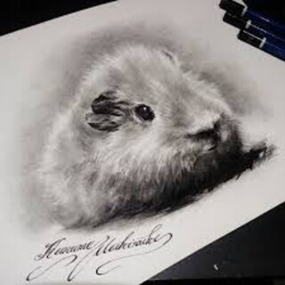 モルモット(♂3匹♀2匹)の里親募集