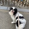 里親様決定！　ぺこ サムネイル3