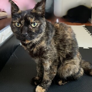 甘え上手な錆猫ちゃん！