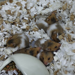 ゴールデンハムスターの里親募集しています