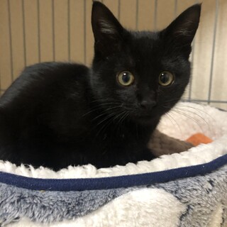 丸顔がｷｭ-ﾄな黒猫君