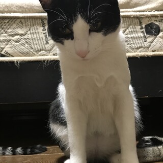 甘えん坊で人懐っこいシロクロちゃん