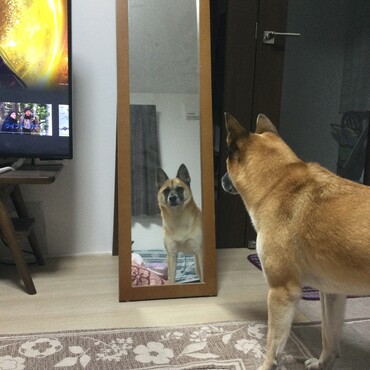 お耳がピン