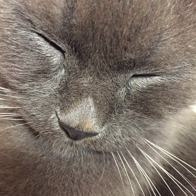 つちにゃのカバー写真