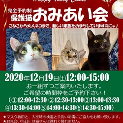 今度の土曜日は保護猫お見合い会♪ サムネイル1