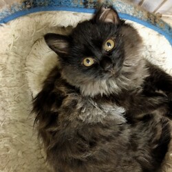 今度の土曜日は保護猫お見合い会♪ サムネイル2