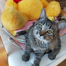 今度の土曜日は保護猫お見合い会♪ サムネイル3