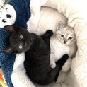 2ヵ月くらいの可愛い子