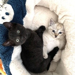 2ヵ月くらいの可愛い子