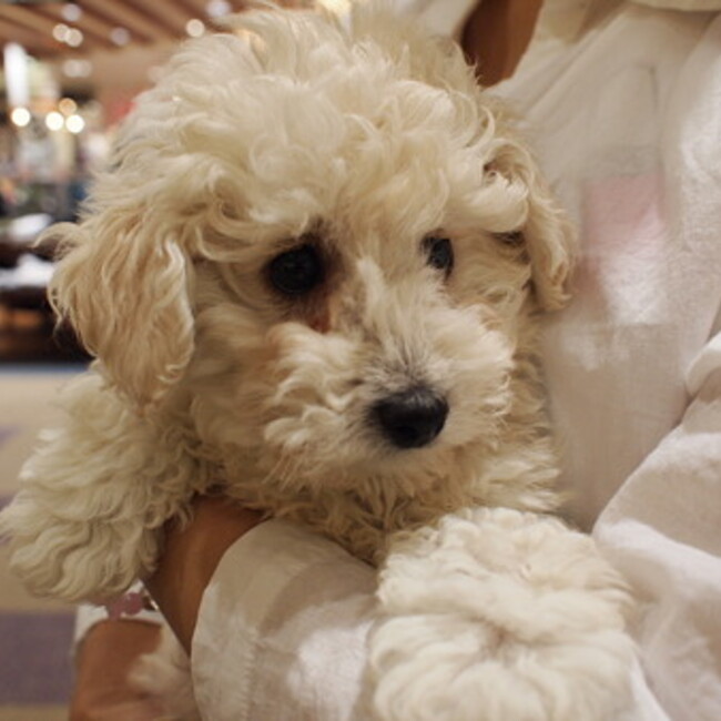 モリタヒロコのカバー写真