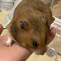 ゴールデンハムスター♀