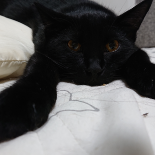 おちゃめな黒猫男の子　3歳くらい