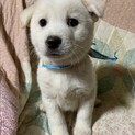 真っ白な可愛い仔犬①