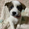 白茶ブチ模様の可愛い仔犬②