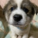 白茶ブチの可愛い仔犬③