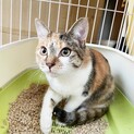甘えん坊の三毛猫メス