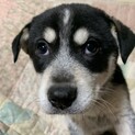 黒ゴマの可愛い仔犬④