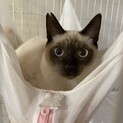 【募集再開】びびりな甘えん坊『スノウ』くん