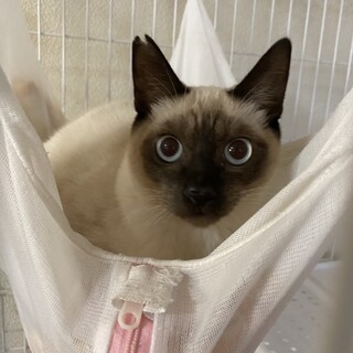 【募集再開】びびりな甘えん坊『スノウ』くん