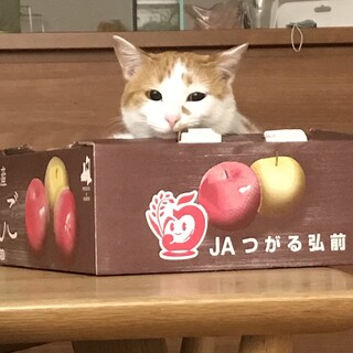 募集一時停止　白茶1歳の小柄な女の子