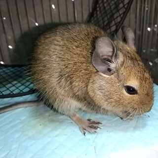 デグー1匹の里親募集です。