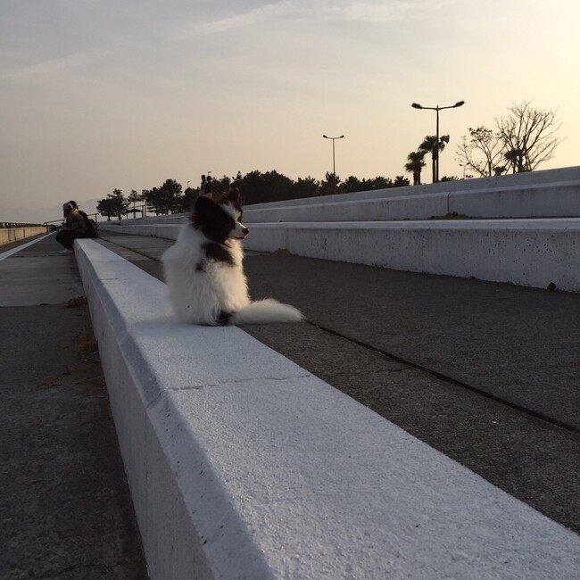 動物愛護団体NYANSのカバー写真