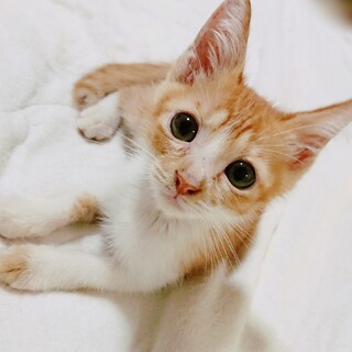 3ヶ月、男の子、レモンくん。里親募集をします。