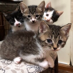 12月20日(日)三鷹でクリスマス譲渡会❤️