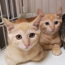 12月20日(日)三鷹でクリスマス譲渡会❤️ サムネイル2