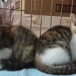 12月20日(日)三鷹でクリスマス譲渡会❤️ サムネイル3