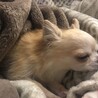 はるひなm