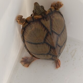 カブトニオイガメです。