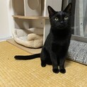 甘えん坊の黒猫あんずちゃん