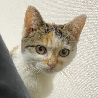 人懐っこい三毛猫ちゃん