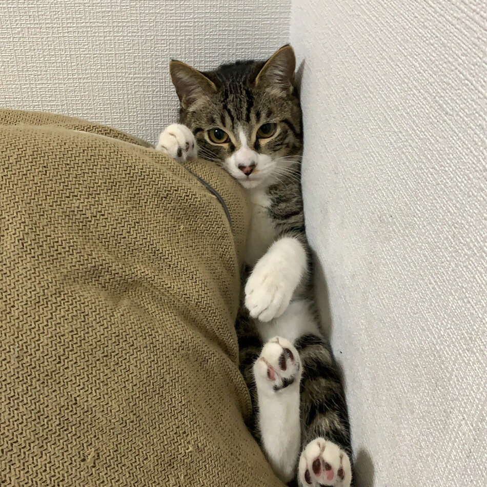 ねぎのカバー写真
