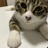 の写真