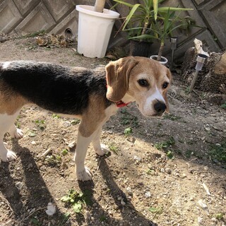 ビーグル♀のんちゃん