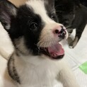 かわいい牛柄の男の子⭐︎約2ヶ月⭐︎