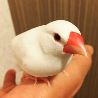 白文鳥の里親募集（交渉成立しました)