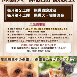 保護犬 保護猫 譲渡会inホームズさいたま中央店 サムネイル1