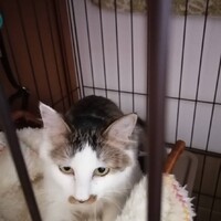 ノエル