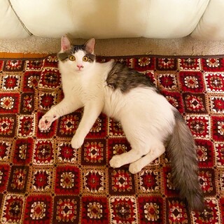 【一時募集停止】『ちょも太』