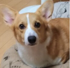 こまり
