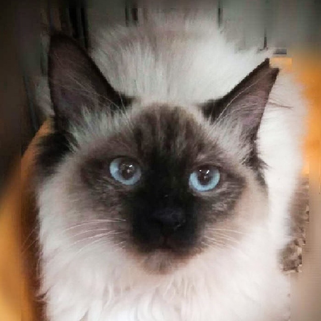 ヒマラヤンmix も 東京都 猫の里親募集 ペットのおうち 月間利用者150万人 ヒマラヤンmix も 東京都 猫の里親募集 ペットのおうち 月間利用者150万人