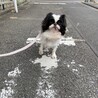 里親様決定！　ぺこ サムネイル2